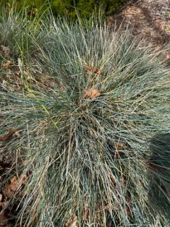 Gray Hairgrass thumbnail 3
