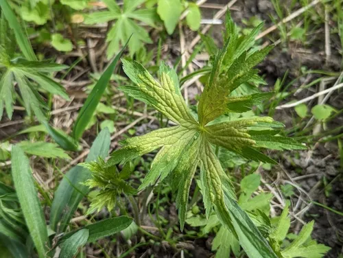 Plasmoverna pygmaea