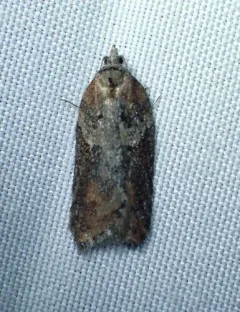 Acleris pulverosana thumbnail 2
