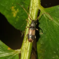 Dicentrus bluthneri thumbnail 2