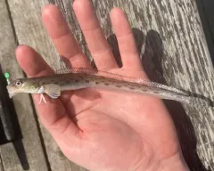 Snake Prickleback thumbnail 3