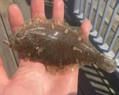 Speckled Sanddab thumbnail 3