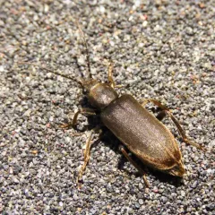 Cedar False Blister Beetle thumbnail 3