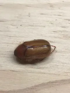 Phyllophaga tristis thumbnail 2