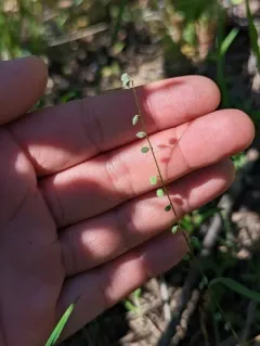 common sandweed thumbnail 1