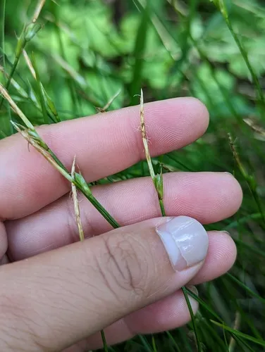 Geyer's sedge