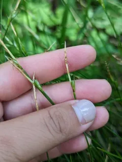 Geyer's sedge thumbnail 1
