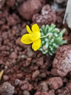 golden pygmypoppy thumbnail 4