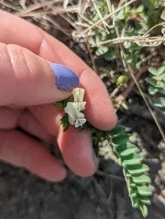 Humboldt River milkvetch thumbnail 3