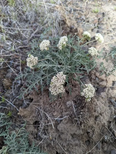 Nevada biscuitroot