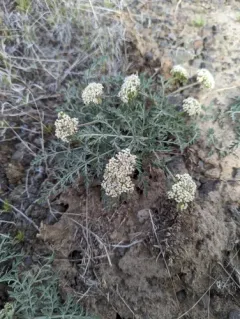 Nevada biscuitroot thumbnail 1