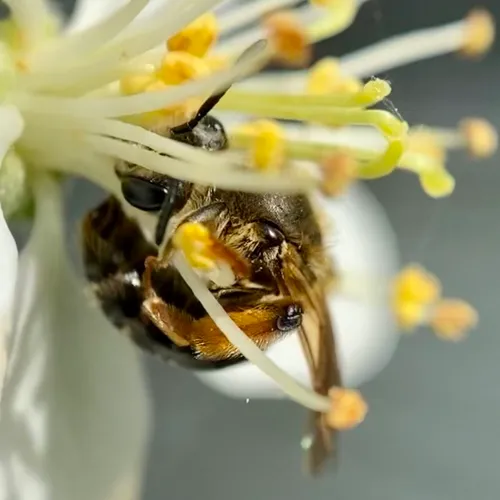 Imitator Miner Bee