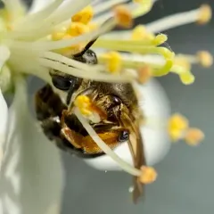 Imitator Miner Bee thumbnail 1