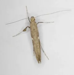 Willow Leafcone Caterpillar Moth thumbnail 4