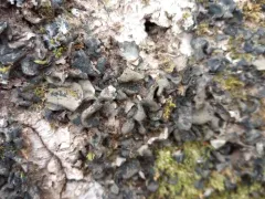 Leptogium acadiense thumbnail 2