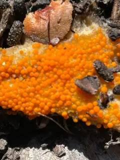 Byssonectria cartilaginea thumbnail 3