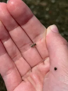Sigara trilineata thumbnail 3
