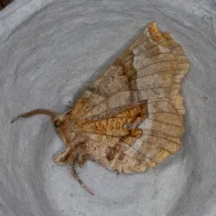 Kent's Geometer Moth thumbnail 4