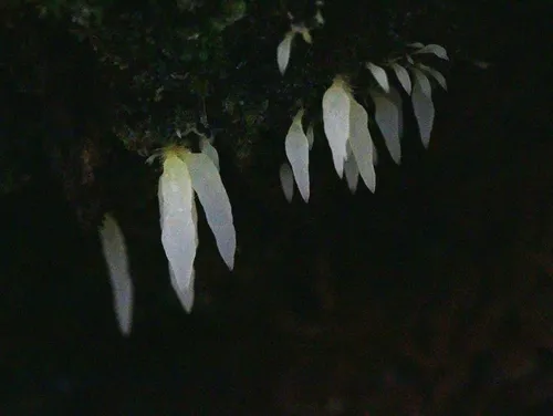icicle spine
