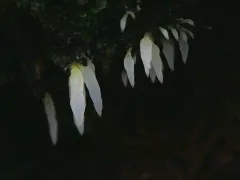 icicle spine thumbnail 1