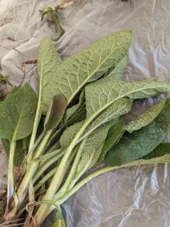 Rough Comfrey thumbnail 1