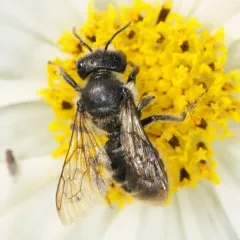 Golden-tailed Leafcutter Bee thumbnail 3