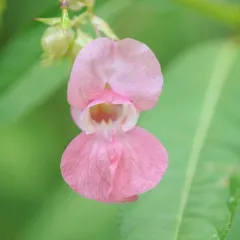 Himalayan balsam thumbnail 1