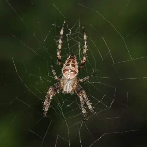 Cross Orbweaver