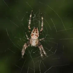 Cross Orbweaver thumbnail 1