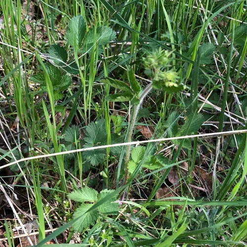 sticky cinquefoil