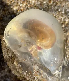Twin-sailed Salp thumbnail 4