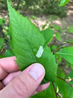 Chestnut Casebearer Moth thumbnail 2
