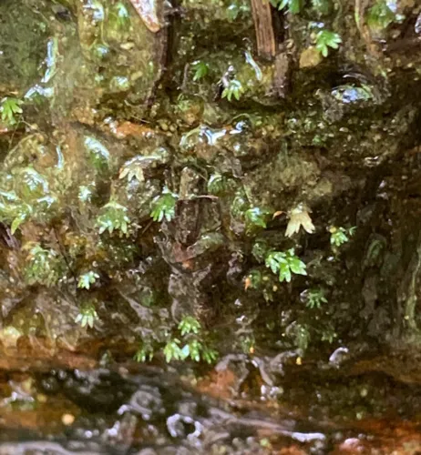 Minute Pocket Moss