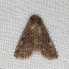 Reddish Speckled Dart thumbnail 4