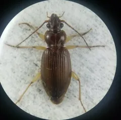 Long-horned Patrobus Beetle thumbnail 4