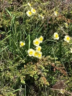 Bunch-flowered Daffodil thumbnail 3