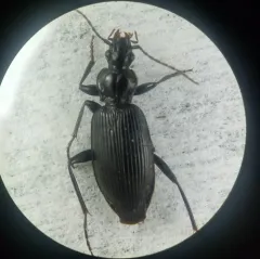 Proper Platynus Beetle thumbnail 2