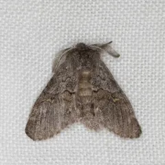 Four-spotted Gluphisia Moth thumbnail 3