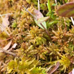 Sphagnum medium thumbnail 3