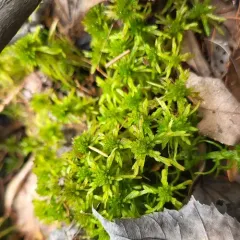 Flat-top Bogmoss thumbnail 3