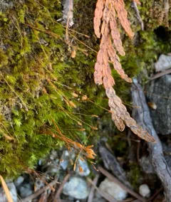 Curve-leaved Ditrichum thumbnail 3