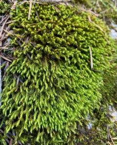 Ryszard's Racomitrium Moss thumbnail 4