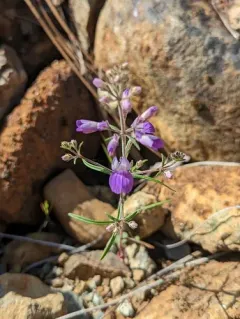 narrowleaf blue-eyed Mary thumbnail 4