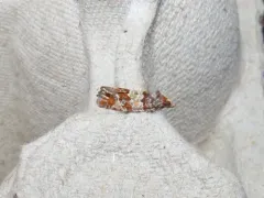Red Pine Coneborer Moth thumbnail 2