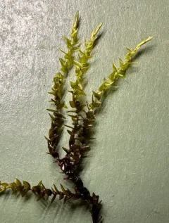 Heart-leaved Spear-moss thumbnail 3