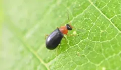 Bicoloured Soft-winged Flower Beetle thumbnail 4