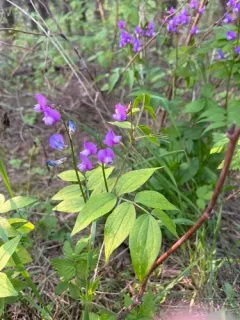 spring vetch thumbnail 2