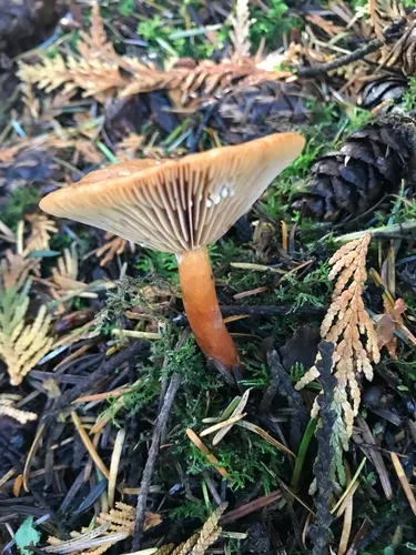 Lactarius luculentus