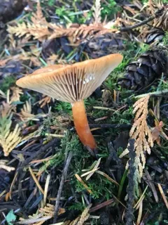 Lactarius luculentus thumbnail 1