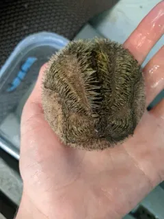 Mud Urchin thumbnail 4